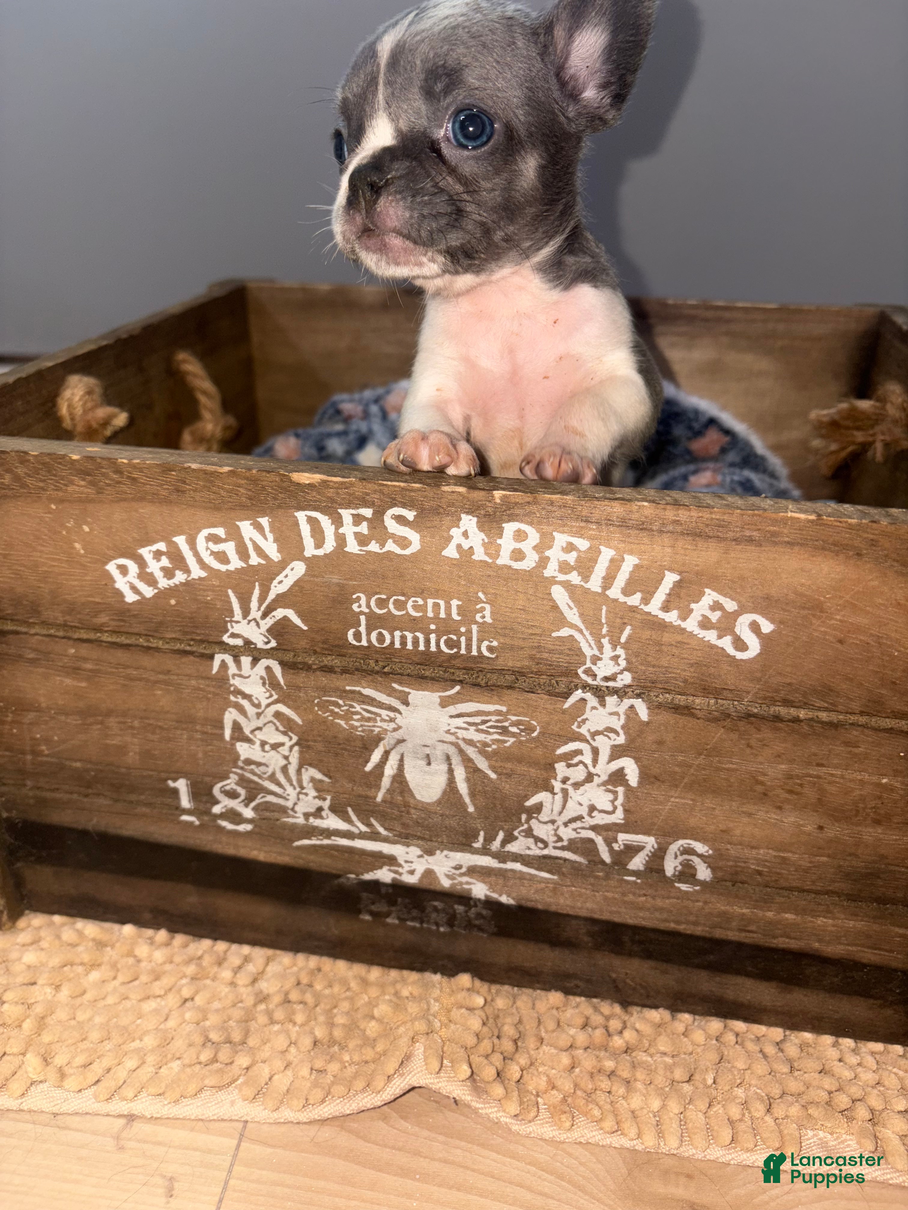 French Bulldog dogs Flash Male  - Ad 40