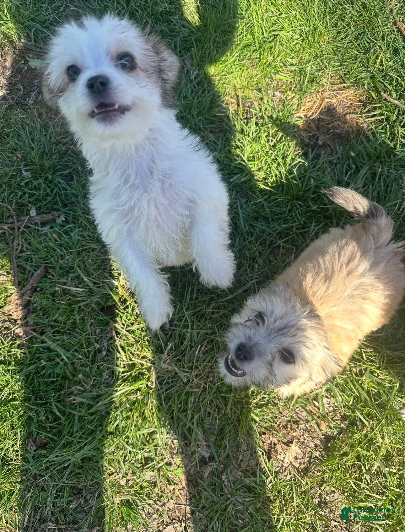 Mixed Breed dogs Mixed Breed Puppy 2 - Ad 29