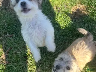 Mixed Breed dogs Mixed Breed Puppy 2 - Ad 27