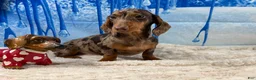Miniature Dachshund dogs for sale: Rianna dappleShow boy - Ad 12