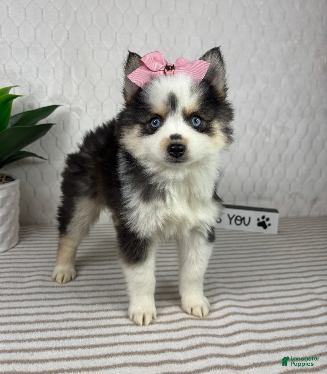 Pomsky dogs for sale: Penelope - Ad 2