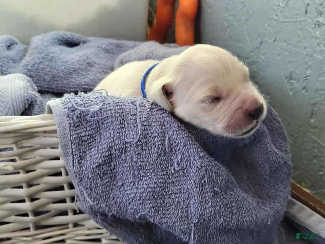 Golden Retriever dogs for sale: Chex - Ad 15