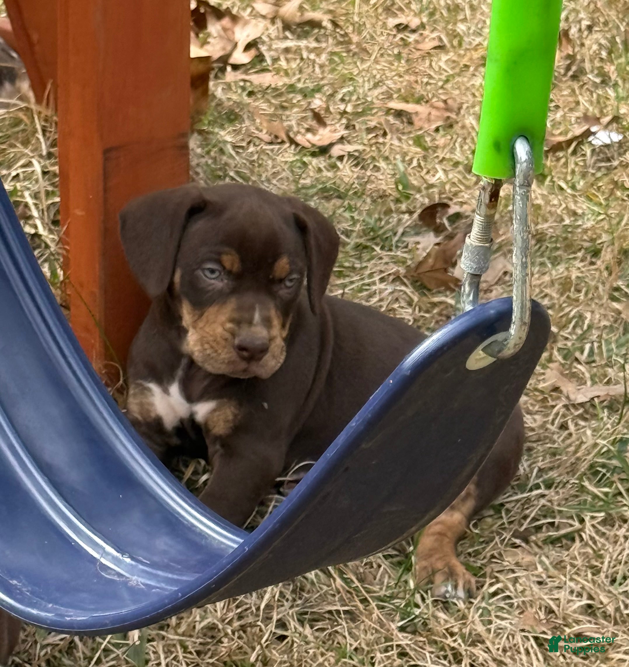 Catahoula Leopard Dog dogs Catahoula Leopard Dog Puppy 6 - Ad 2