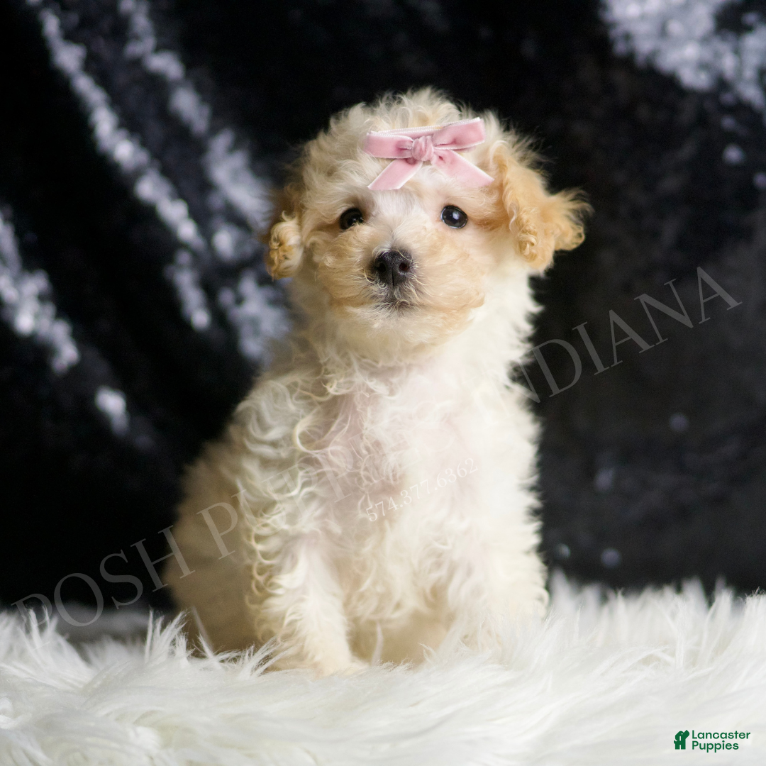 Maltipoo dogs for sale: Spice Cake - Ad 2