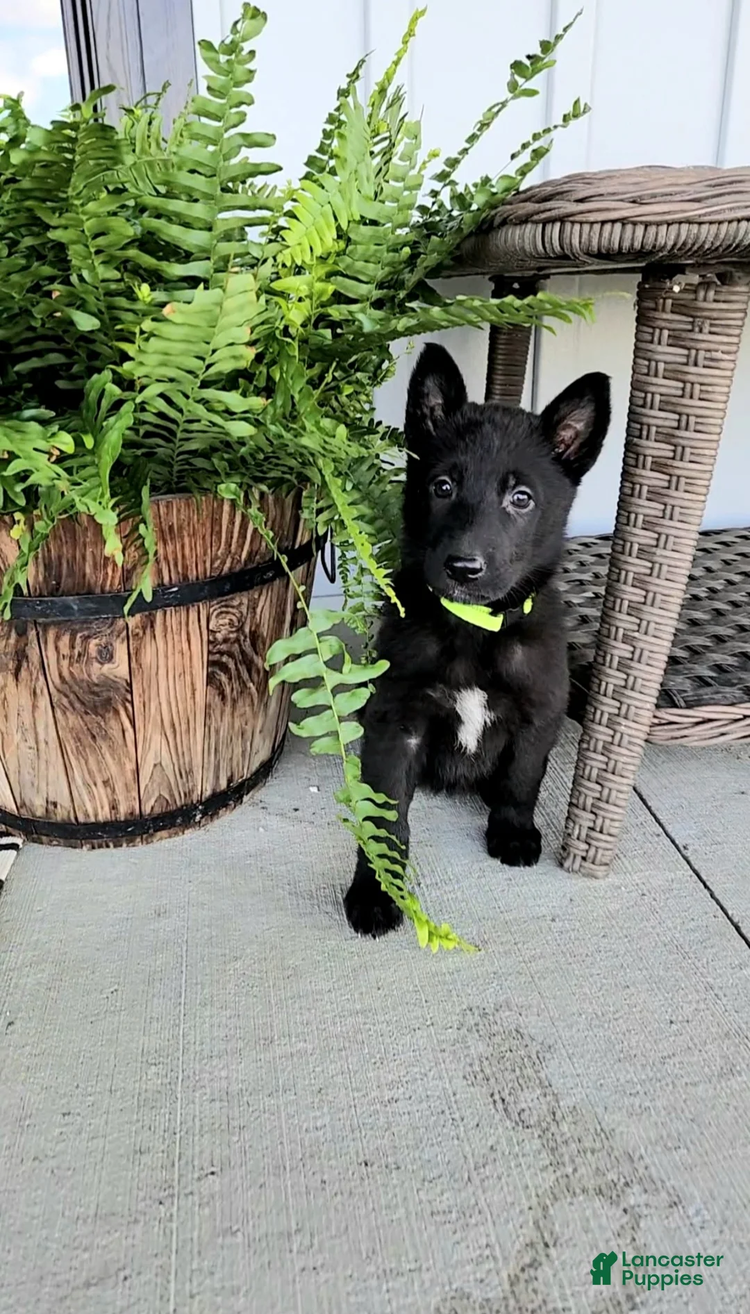 German Shepherd dogs for sale: Clover - Ad 2