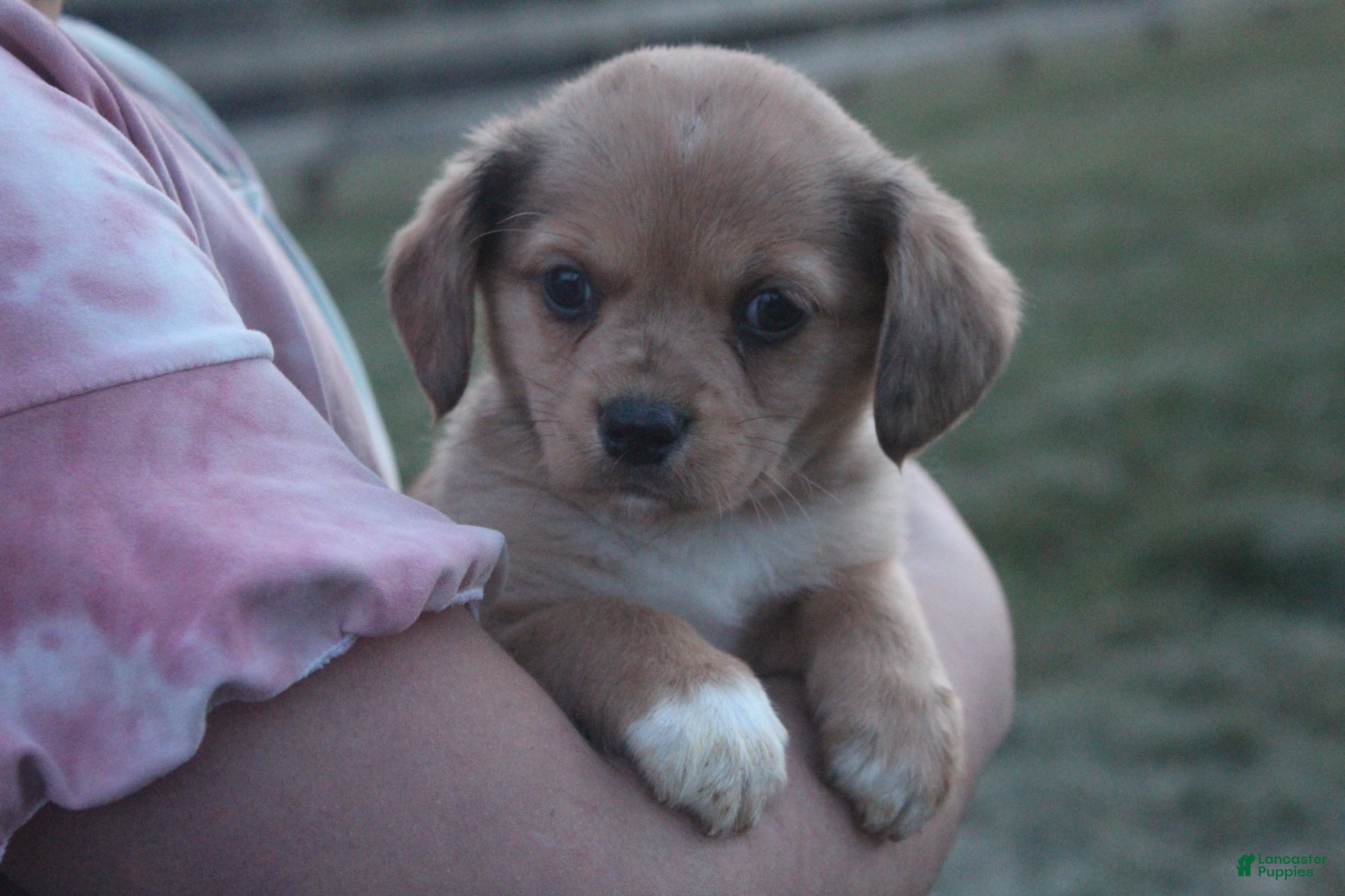 Mixed Breed dogs Esme - Ad 12