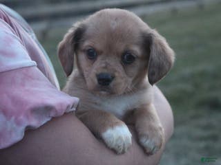 Mixed Breed dogs Esme - Ad 6