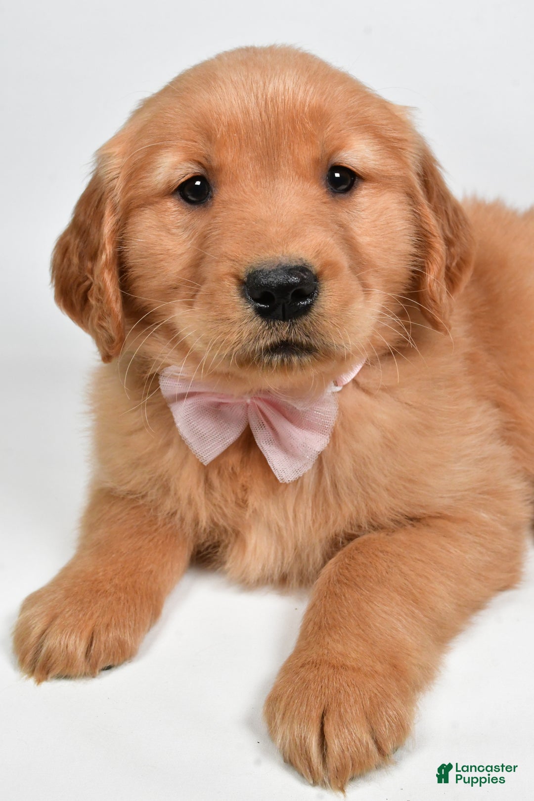Golden Retriever dogs for sale: Lexie - Ad 9