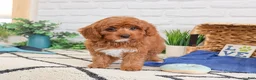 Cavapoo dogs for sale: Valentino  - Ad 4