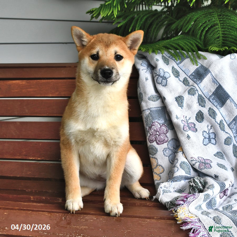 Shiba Inu dogs Dolly - Ad 1