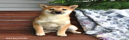 Shiba Inu dogs for sale: Dolly - Ad 1