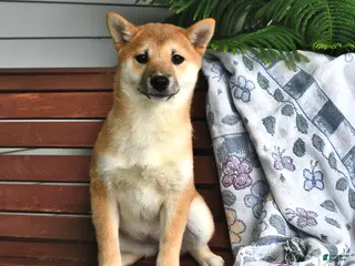 Shiba Inu dogs for sale: Dolly - Ad 2