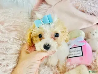 Toy Poodle dogs Toy Poodle Puppy 1 - Ad 21