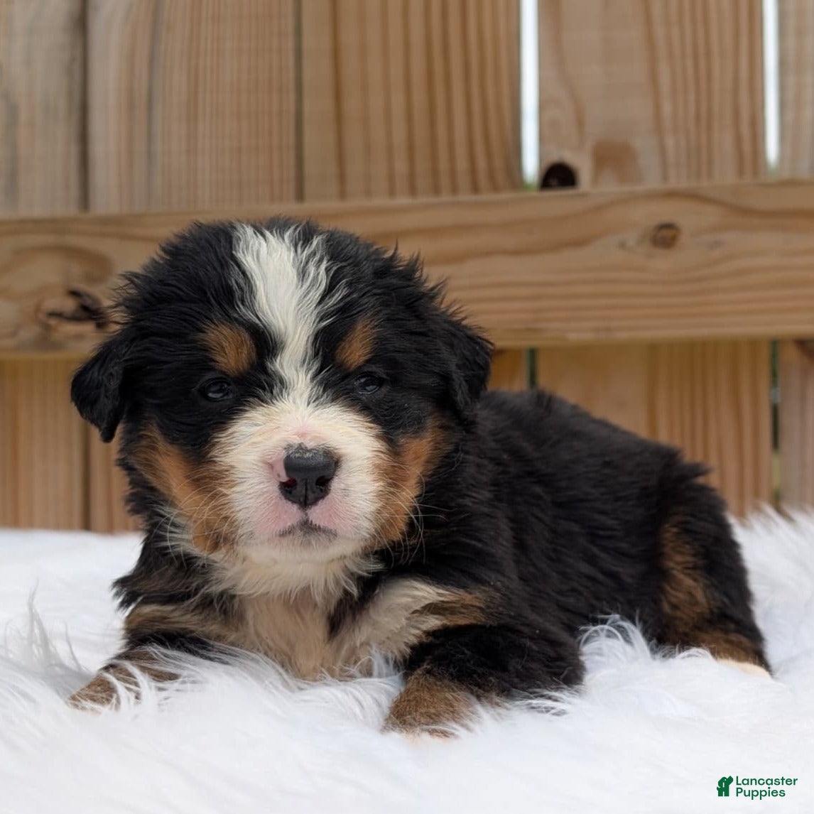 Bernese Mountain Dog dogs Clara - Ad 1