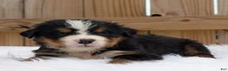 Bernese Mountain Dog dogs for sale: Clara - Ad 1