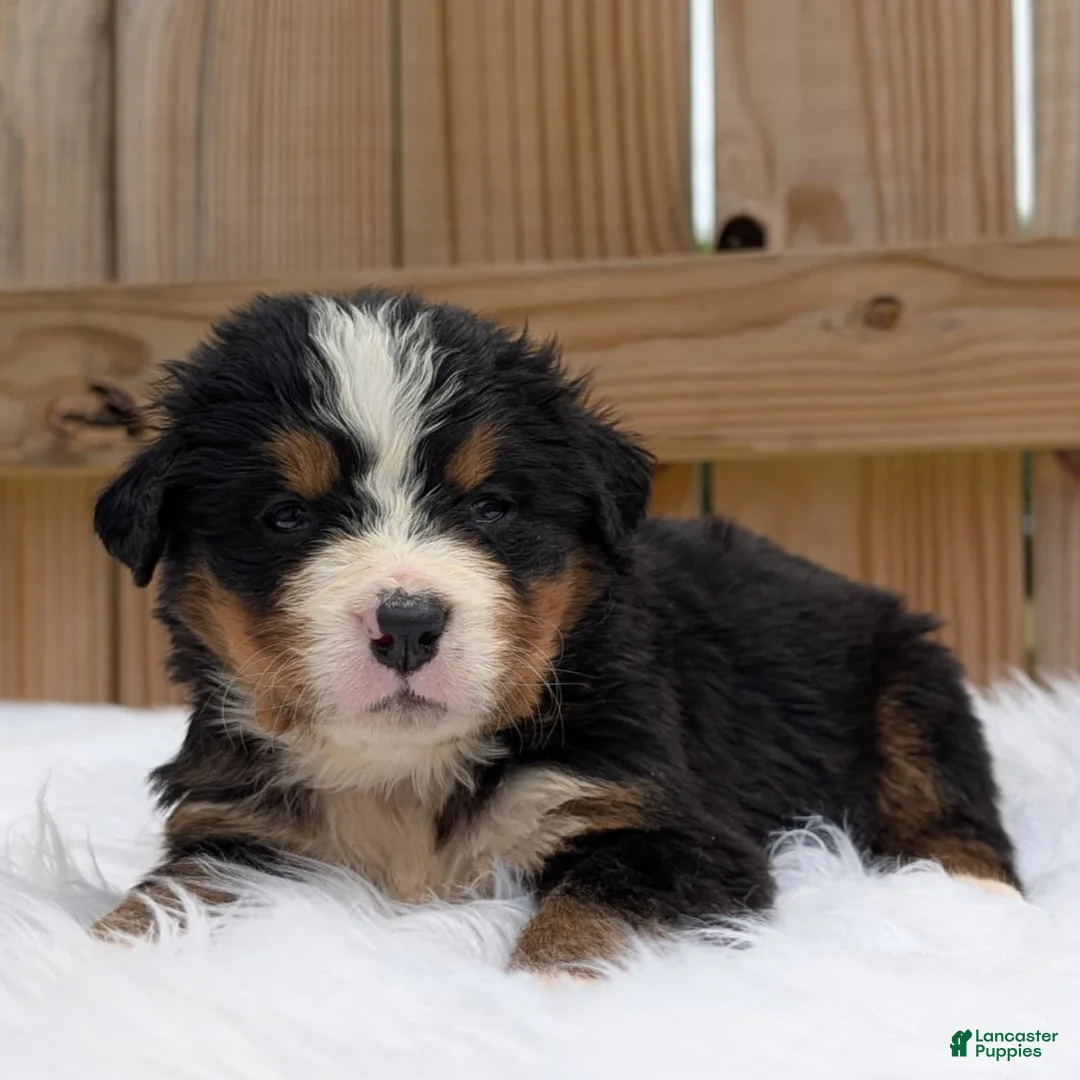 Bernese Mountain Dog dogs for sale: Clara - Ad 1