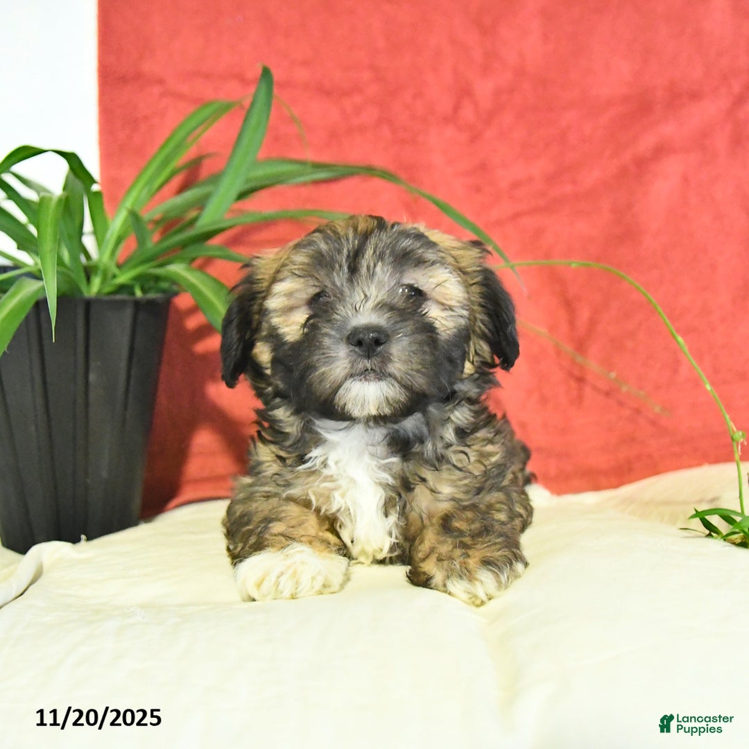 Shorkie dogs for sale: Monty - Ad 3