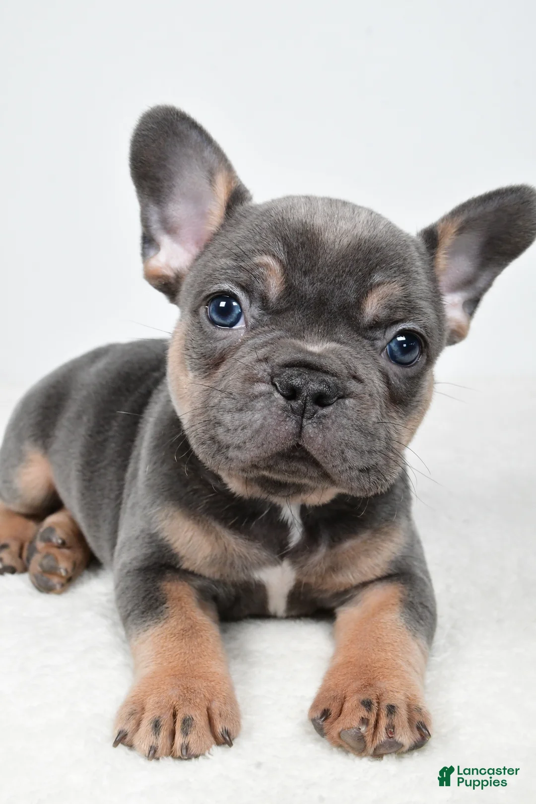French Bulldog dogs for sale: Buddy - Ad 1