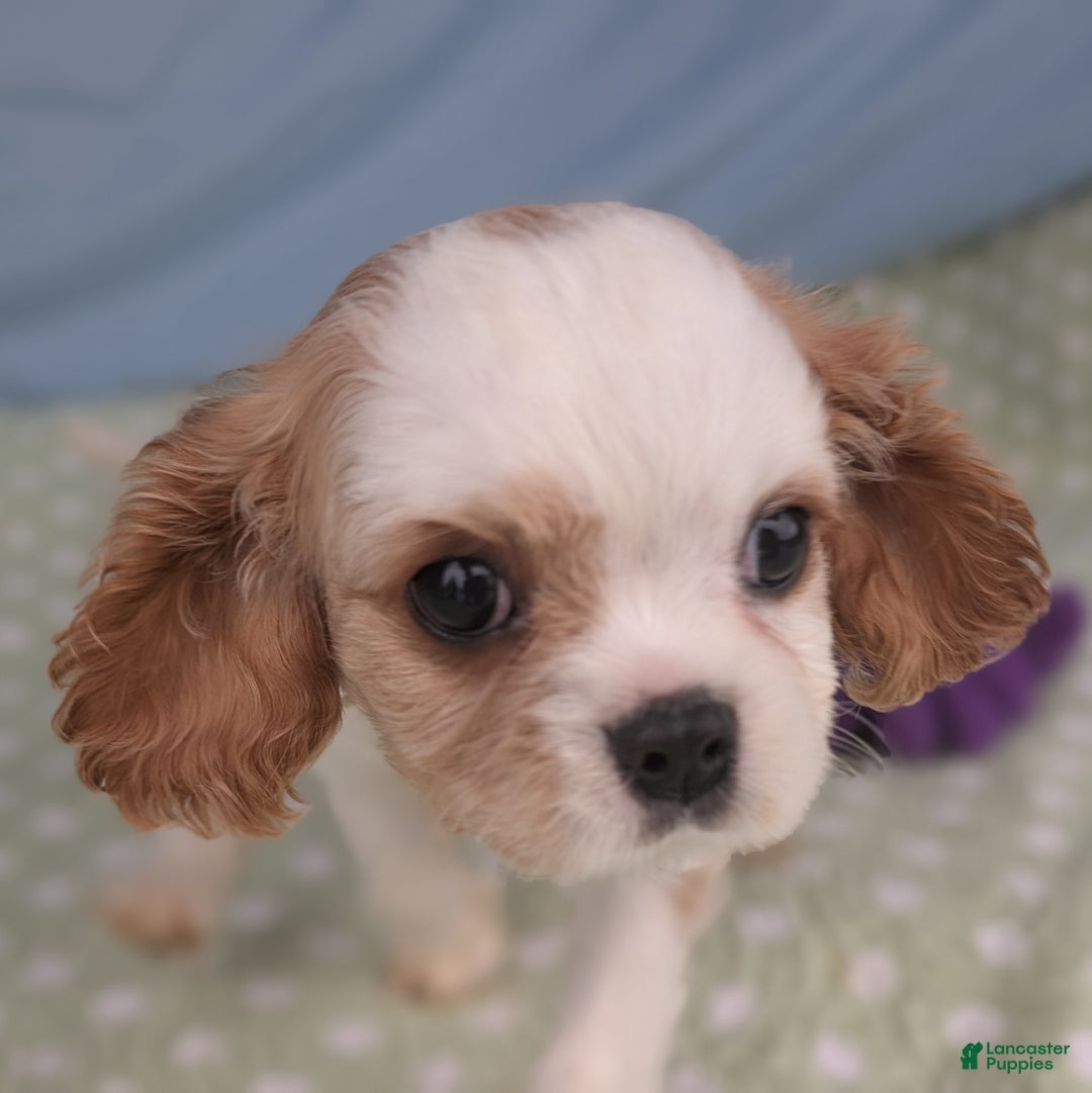 Cavalier King Charles Spaniel dogs for sale: Zazzles - Ad 6