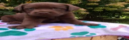 Labrador Retriever dogs for sale: Nova  - Ad 9