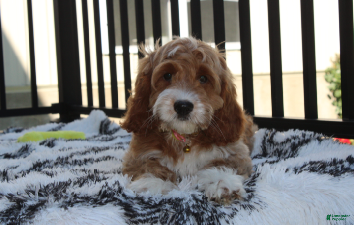 Cockapoo dogs Luka - Ad 2