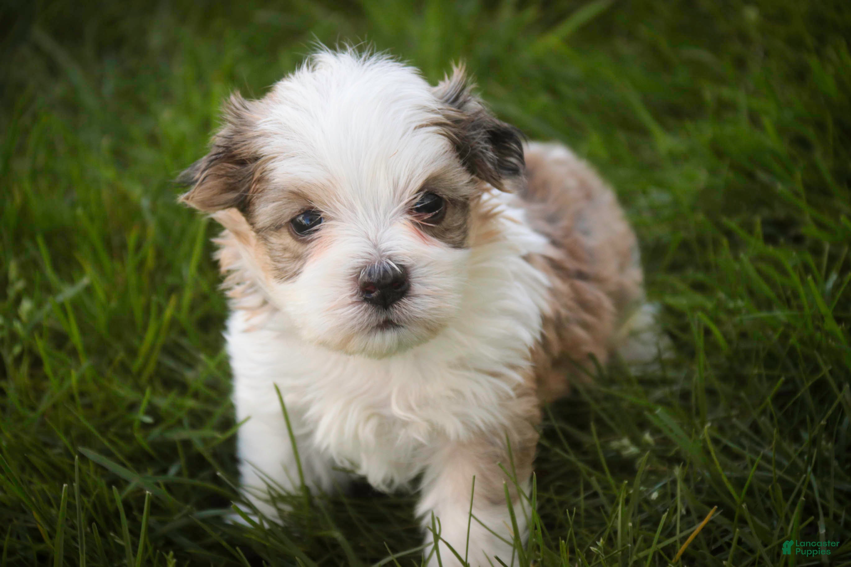 Havanese dogs for sale: Erma Havanese Puppy  - Ad 4