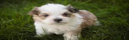 Havanese dogs for sale: Erma Havanese Puppy  - Ad 1