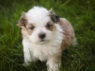 Havanese dogs for sale: Erma Havanese Puppy - Ad 4