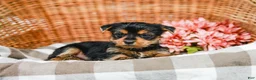 Yorkshire Terrier dogs for sale: Marley - Ad 2