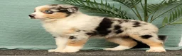 Miniature Australian Shepherd dogs for sale: Jenny - Ad 4