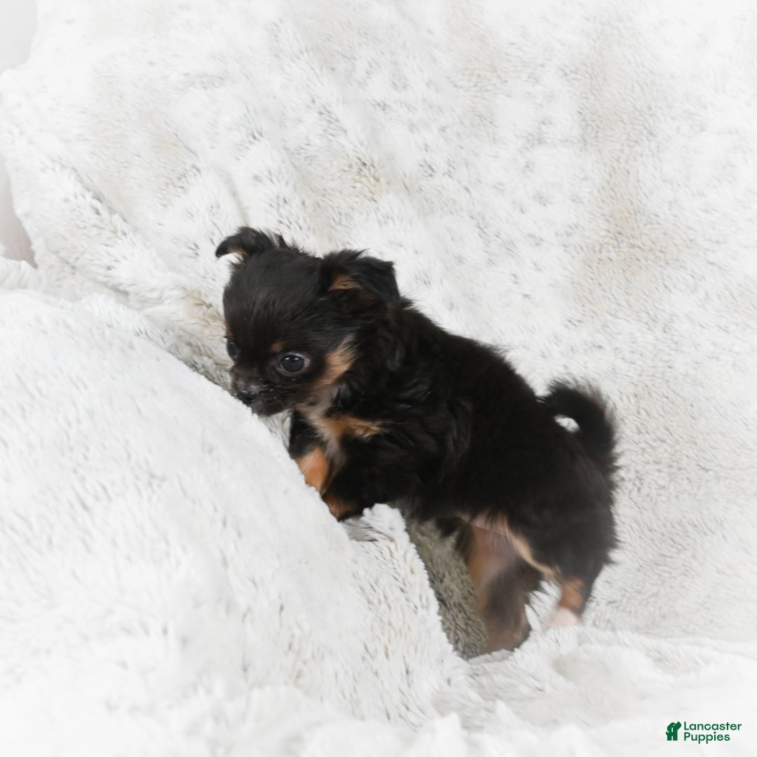 Chihuahua dogs for sale: Sally - Ad 12