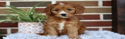 Cavapoo dogs for sale: Honey - Ad 8