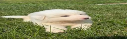 Great Pyrenees dogs for sale: Mr Blue - Ad 5