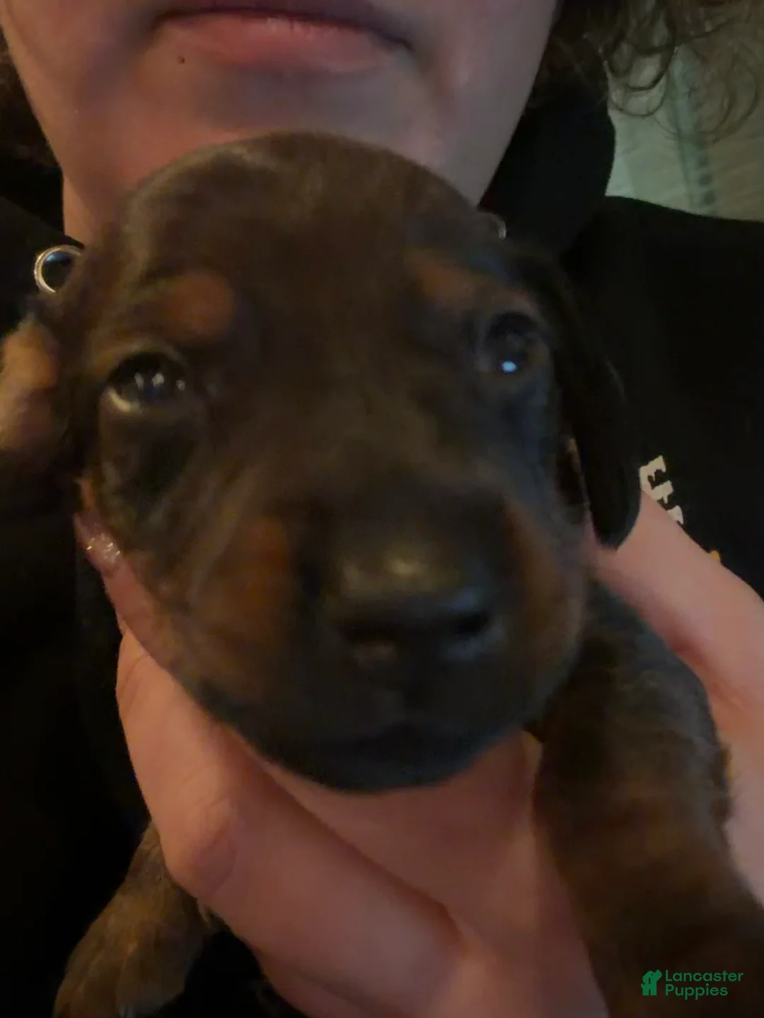 Miniature Dachshund dogs for sale: Kiba - Ad 2