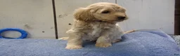 Cockapoo dogs for sale: Brady - Ad 2