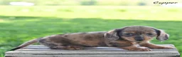 Miniature Dachshund dogs for sale: Copper - Ad 1
