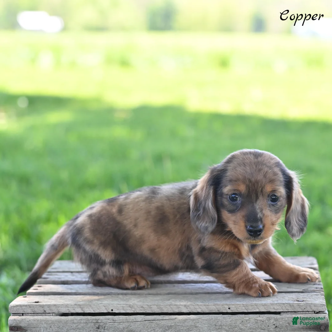Miniature Dachshund dogs for sale: Copper - Ad 1