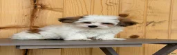 Morkie dogs for sale: Wiggles - Ad 7