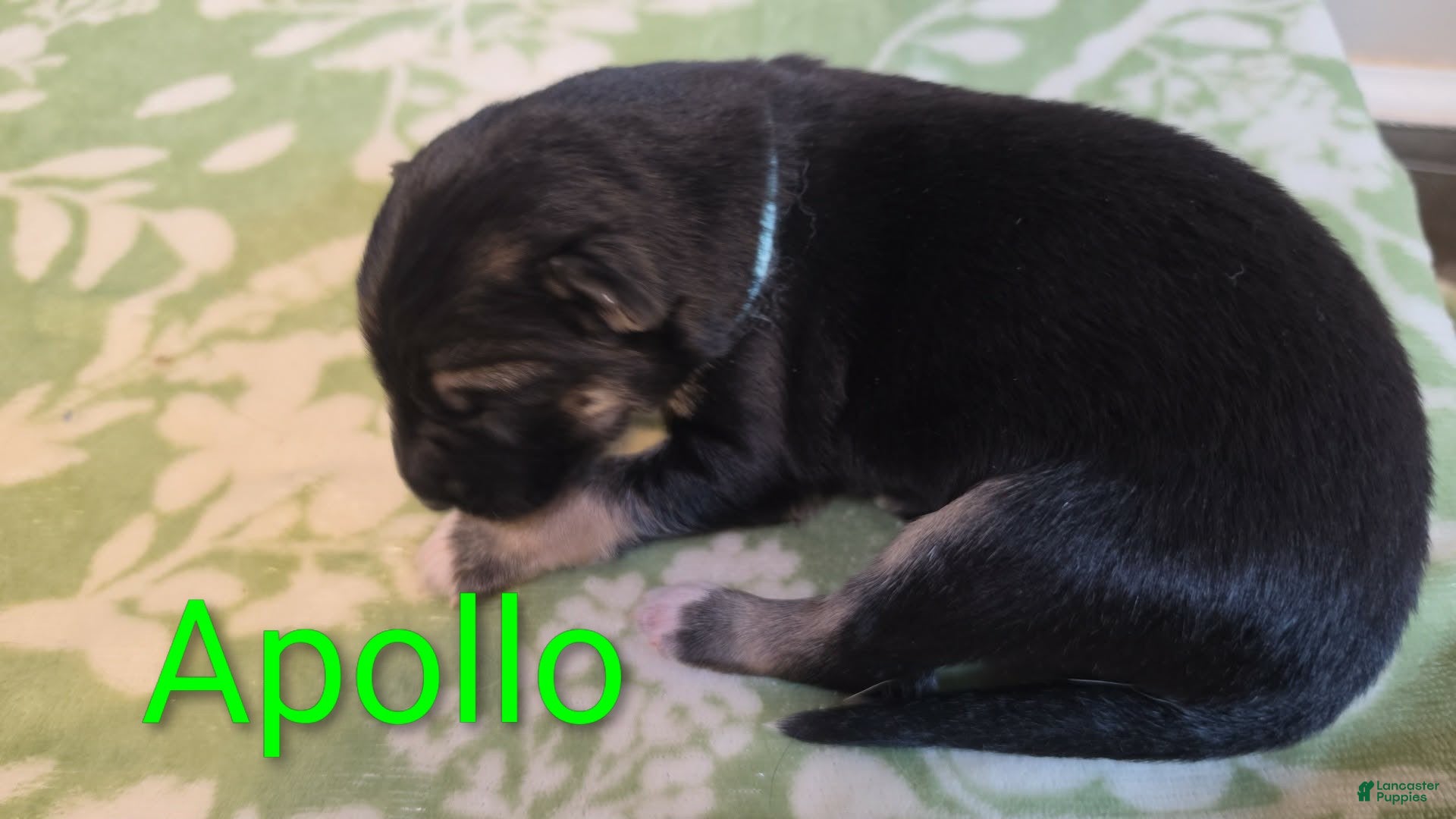German Shepherd dogs Apollo  - Ad 1