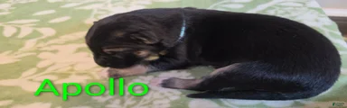 Apollo 