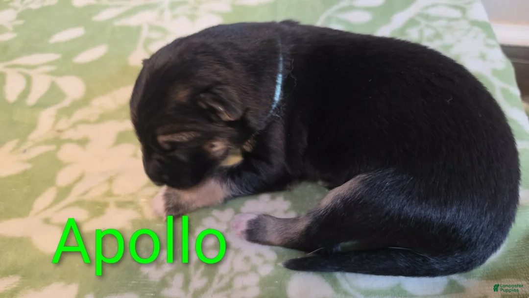 German Shepherd dogs for sale: Apollo  - Ad 1