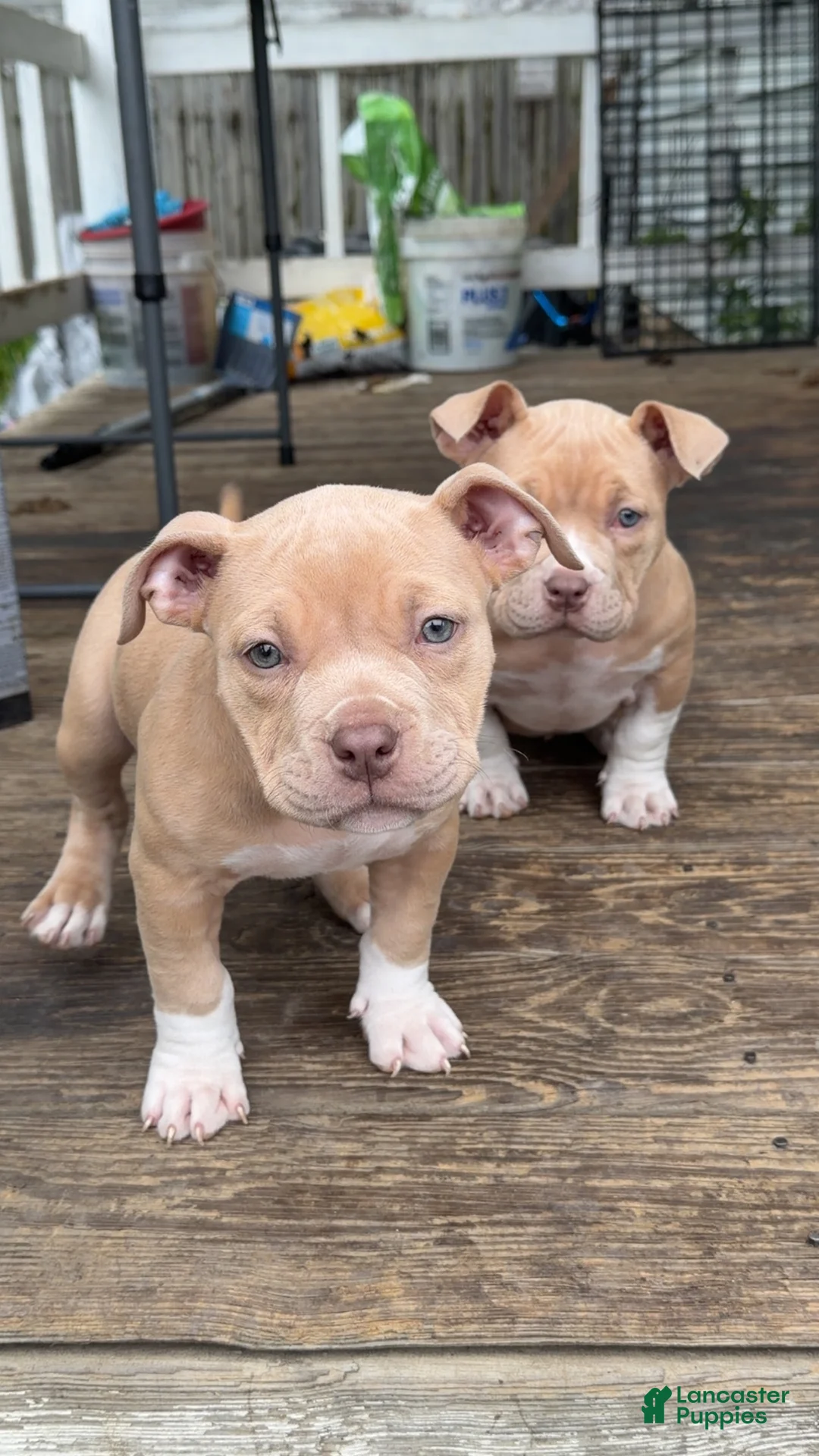 American Bully dogs for sale: American Bully Puppy 4 - Ad 1