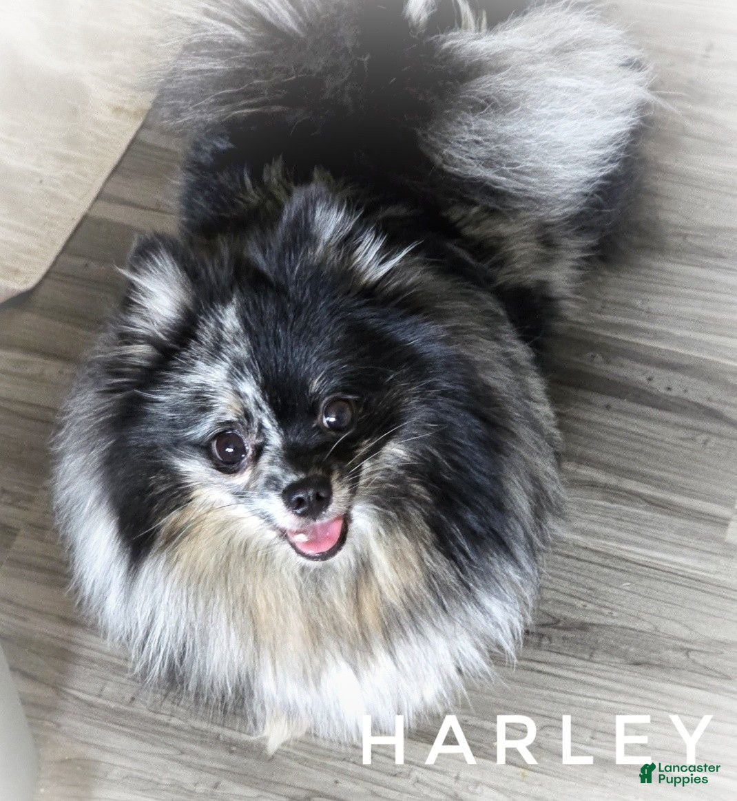 Pomeranian dogs Split Face Merle - Harley - Ad 2