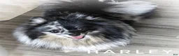 Pomeranian dogs for sale: Split Face Merle - Harley - Ad 2