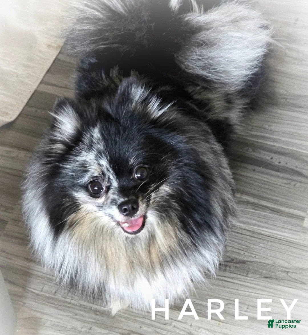 Pomeranian dogs for sale: Split Face Merle - Harley - Ad 2