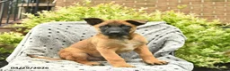 Belgian Malinois dogs for sale: Tigger - Ad 1