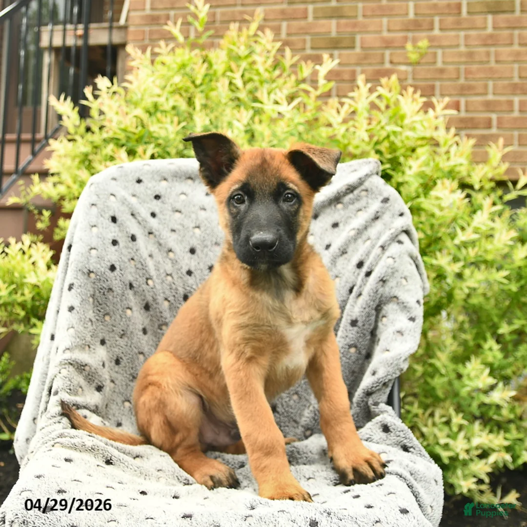 Belgian Malinois dogs for sale: Tigger - Ad 1