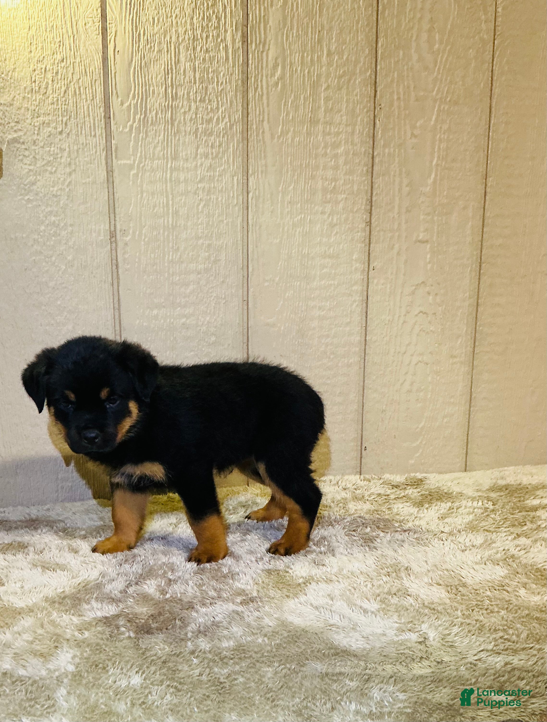 Rottweiler dogs Rottweiler 6 - Ad 2