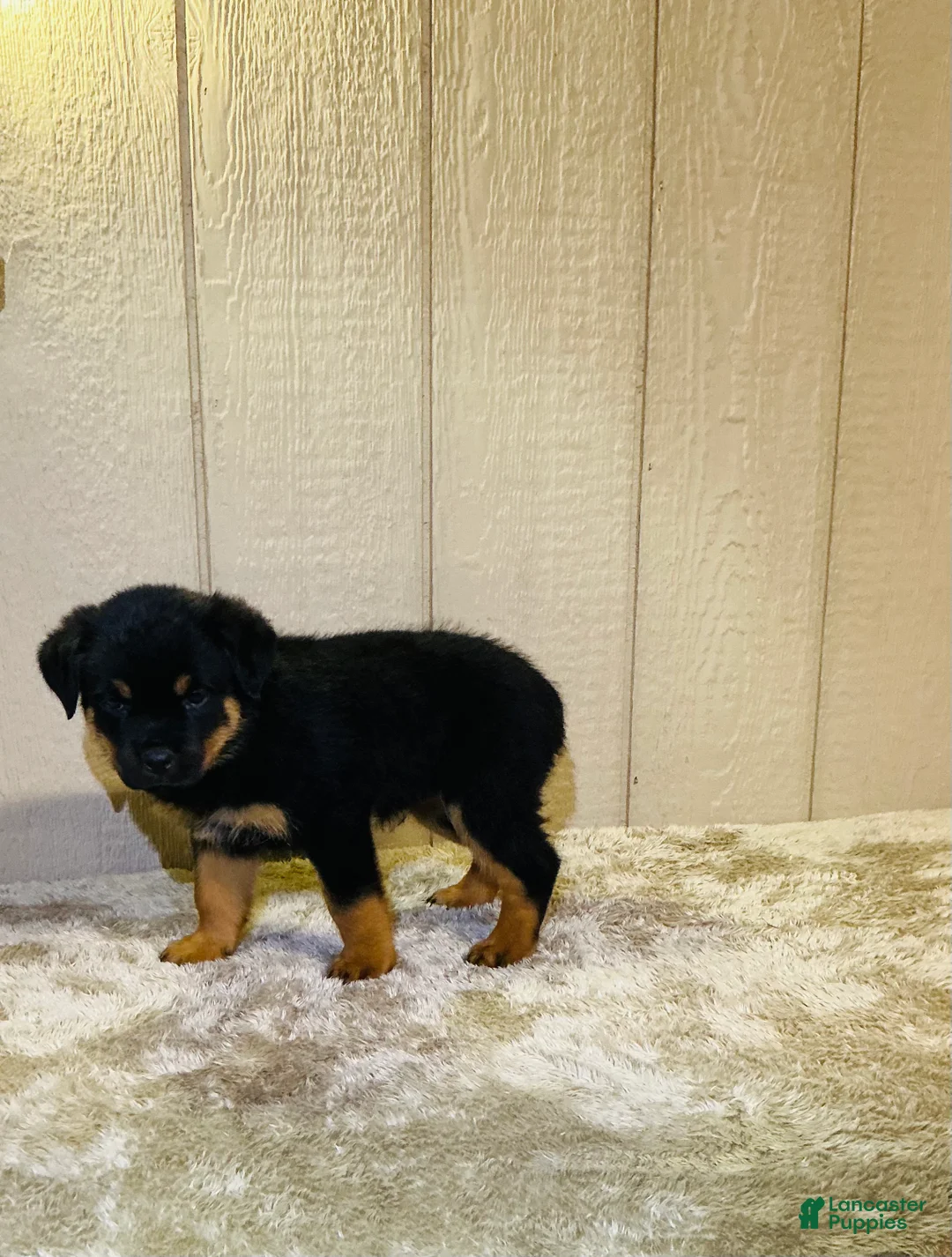 Rottweiler dogs for sale: Rottweiler 6 - Ad 2