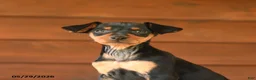 Miniature Pinscher dogs for sale: Cuddles - Ad 3